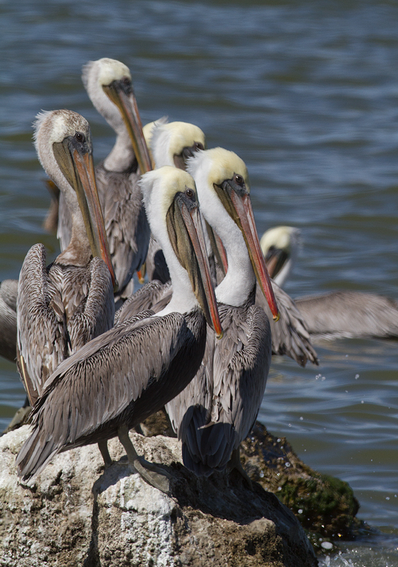 Brown Pelicans at the Salton Sea, California (10/9/2011). Photo by Bill Hubick.