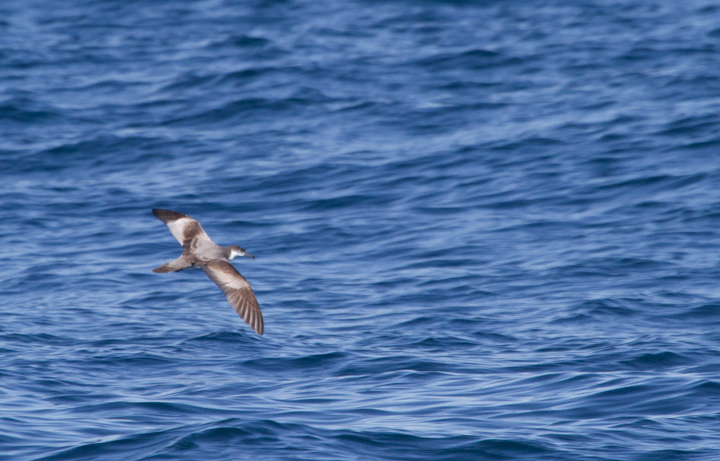 A Buller's Shearwater on a San Diego pelagic (10/8/2011). Photo by Bill Hubick.