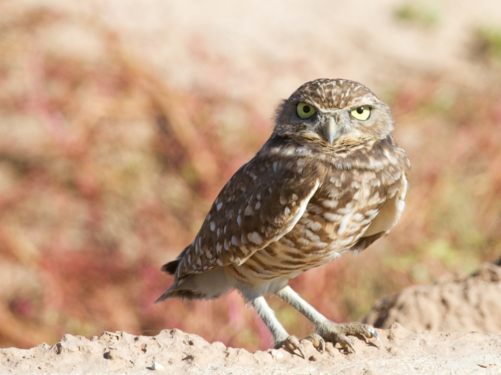 One of my favorite things about visiting the Salton Sea - a Burrowing Owl (10/9/2011). Photo by Bill Hubick.
