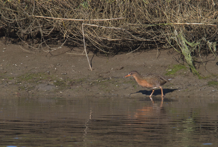 A "Light-footed" Clapper Rail (<em>R. l. levipes</em>) forages on the mudflats near the mouth of the Tijuana River in southernmost California (10/7/2011). Photo by Bill Hubick.