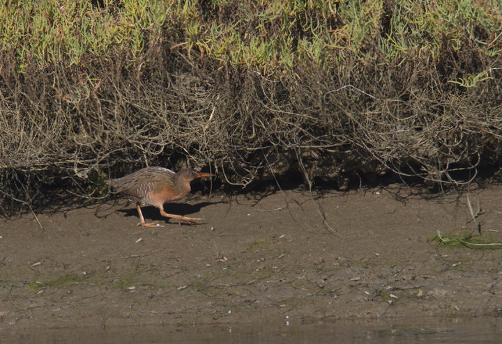 A "Light-footed" Clapper Rail (<em>R. l. levipes</em>) forages on the mudflats near the mouth of the Tijuana River in southernmost California (10/7/2011). Photo by Bill Hubick.