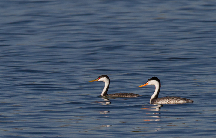 A nice comparison of Western (left) and Clark's Grebe (right) near the Salton Sea, California (10/9/2011). Photo by Bill Hubick.