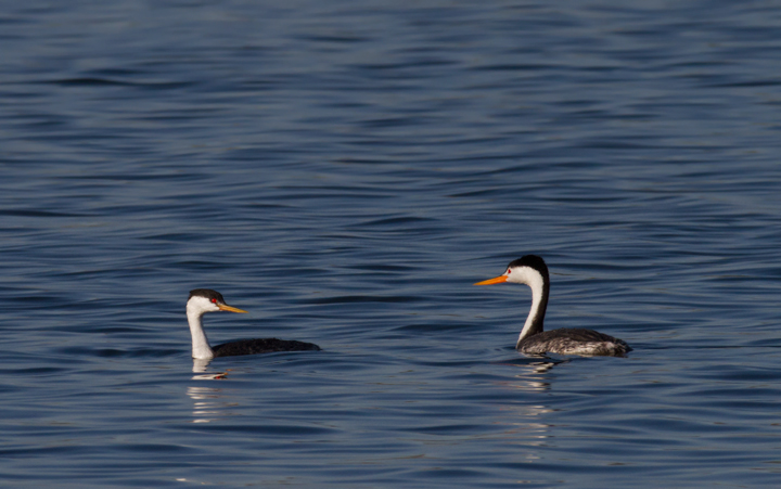 A nice comparison of Western (left) and Clark's Grebe (right) near the Salton Sea, California (10/9/2011). Photo by Bill Hubick.