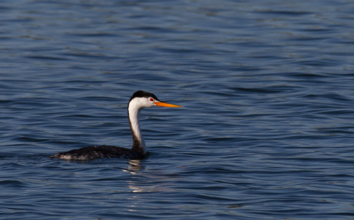 A Clark's Grebe at Ramer Lake near the Salton Sea, California (10/9/2011). Photo by Bill Hubick.