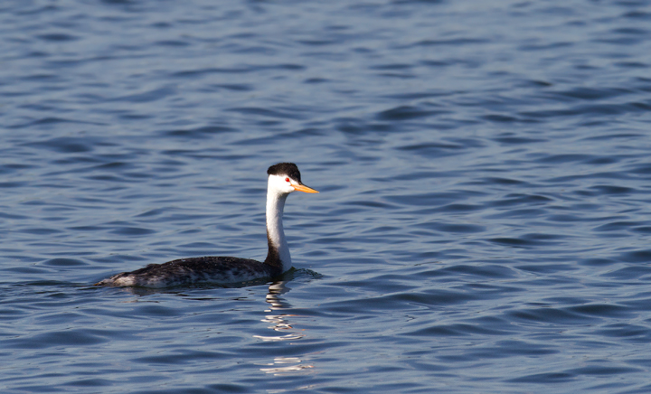 A Clark's Grebe at Ramer Lake near the Salton Sea, California (10/9/2011). Photo by Bill Hubick.
