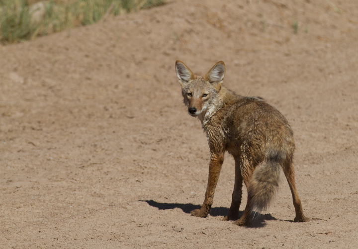 A Coyote near the Salton Sea, California (10/9/2011). Photo by Bill Hubick.