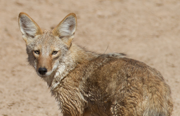 A Coyote near the Salton Sea, California (10/9/2011). Photo by Bill Hubick.
