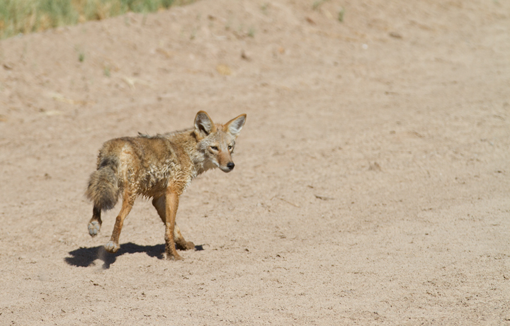 A Coyote near the Salton Sea, California (10/9/2011). Photo by Bill Hubick.