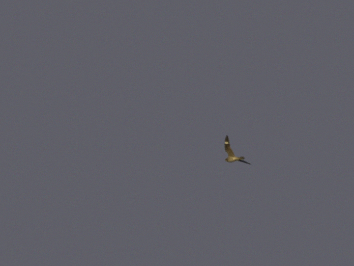 Documentation photo of a very late Common Nighthawk in West Ocean City, Maryland (10/22/2011). <br />This was a new Worcester Co. late date in eBird. Photo by Bill Hubick.