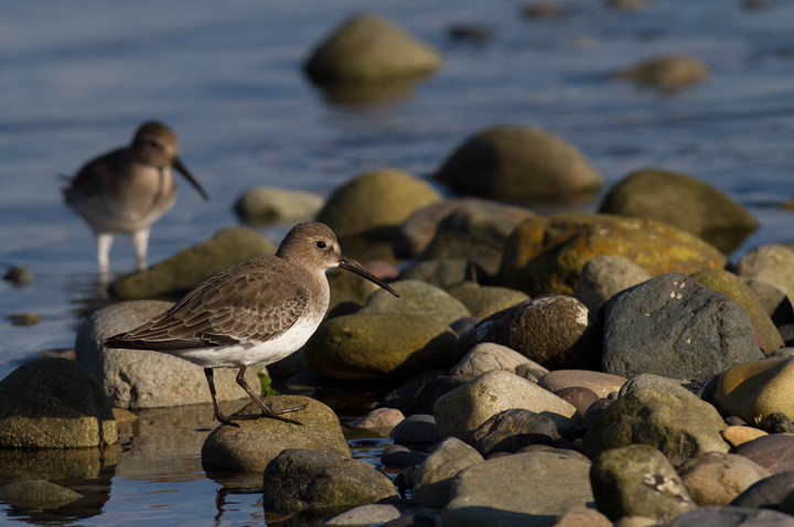 Dunlin at Malibu, California (10/10/2011). Photo by Bill Hubick.