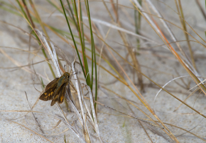 A lingering female Fiery Skipper on Assateague Island, Maryland (10/22/2011). Photo by Bill Hubick.