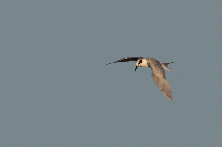 A Forster's Tern at Bolsa Chica, California (10/6/2011). Photo by Bill Hubick.