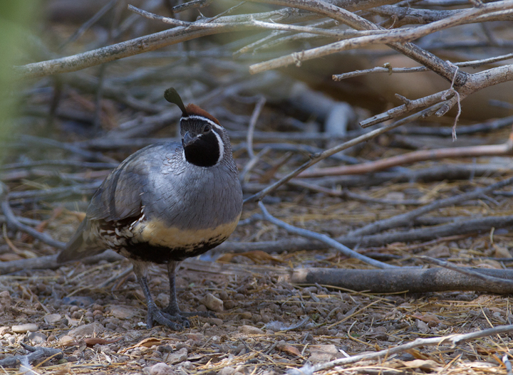 A Gambel's Quail near the Salton Sea, California (10/9/2011). Photo by Bill Hubick.