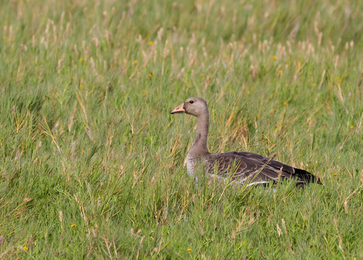 A juvenile Greater White-fronted Goose in Malibu, California (10/10/2011).<br />Note the lack of namesake white front! Photo by Bill Hubick.