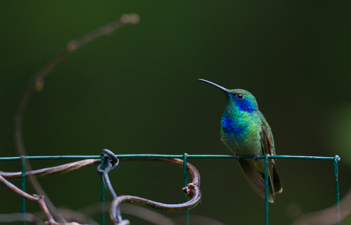 Maryland's first record of Green Violetear, a Central and South American species. The blue patch on the chest suggests that this bird belongs to the nominate, northernmost subspecies (Mexico to Nicaragua). - Elkton, Cecil Co., Maryland (10/12/2011). Maryland's first record of Green Violetear, a Central and South American species. The blue patch on the chest suggests that this bird belongs to the nominate, northernmost subspecies (Mexico to Nicaragua). - Elkton, Cecil Co., Maryland (10/12/2011). Photo by Bill Hubick.