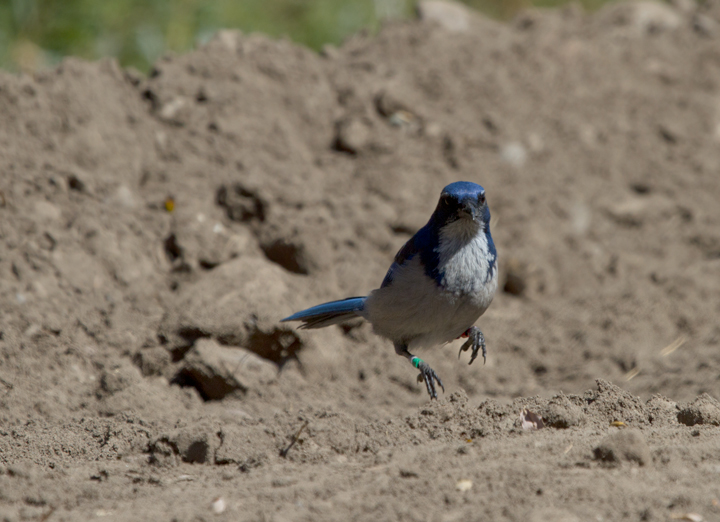 An Island Scrub-Jay on Santa Cruz Island, California. Among other features, this endemic species is distinctly brighter blue and has a much larger bill than its mainland relatives. Photo by Bill Hubick.