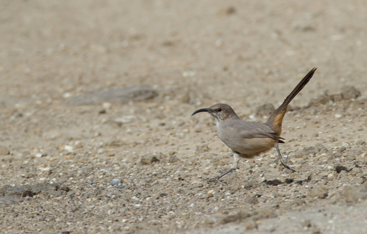 A Le Conte's Thrasher allows rare glimpses as it runs between patches of desert scrub in Kern Co., California (10/3/2011). A Le Conte's Thrasher allows rare glimpses as it runs between patches of desert scrub in Kern Co., California (10/3/2011). Photo by Bill Hubick.