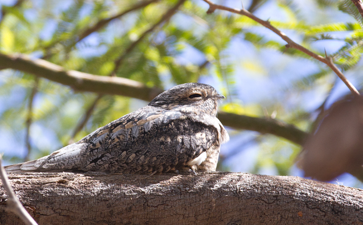 Lesser Nighthawks roosting in a small oasis near the Salton Sea, California (10/9/2011). Photo by Bill Hubick.