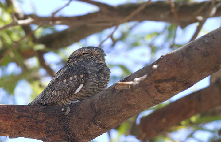 Lesser Nighthawks roosting in a small oasis near the Salton Sea, California (10/9/2011). Photo by Bill Hubick.