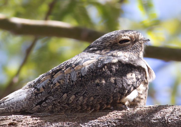 Lesser Nighthawks roosting in a small oasis near the Salton Sea, California (10/9/2011). Photo by Bill Hubick.