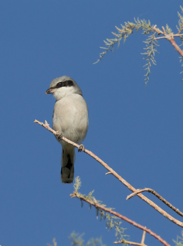 A Loggerhead Shrike near the Salton Sea, California (10/9/2011). Photo by Bill Hubick.