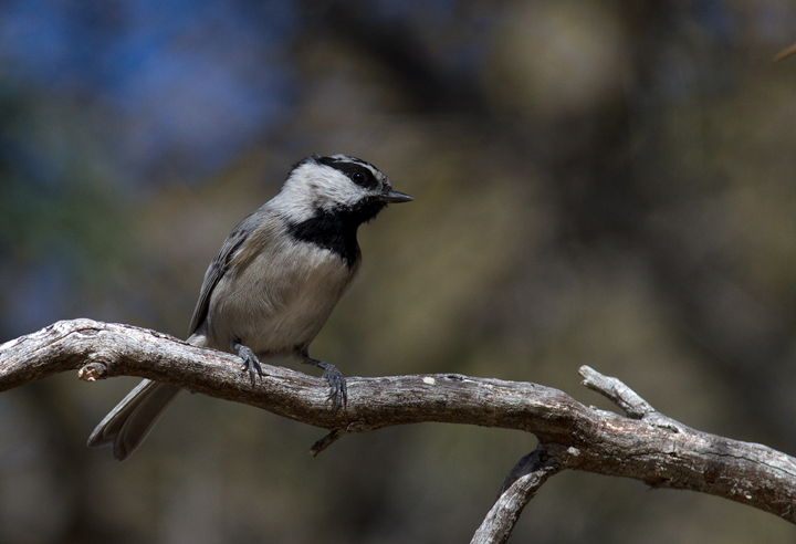 A Mountain Chickadee in Riverside Co., California (10/10/2011). Photo by Bill Hubick.