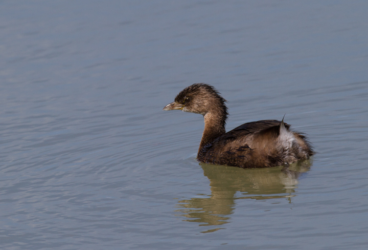 A Pied-billed Grebe near the Salton Sea, California (10/9/2011). Photo by Bill Hubick.