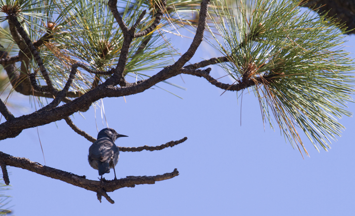 A Pinyon Jay in Riverside Co., California (10/10/2011). These were my first Pinyon Jays, and finding them on the last day of our trip was a major highlight. Photo by Bill Hubick.