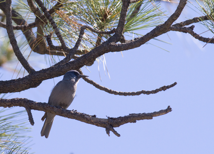 A Pinyon Jay in Riverside Co., California (10/10/2011). These were my first Pinyon Jays, and finding them on the last day of our trip was a major highlight. Photo by Bill Hubick.