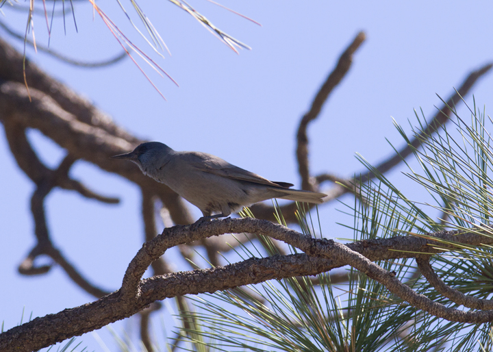 A Pinyon Jay in Riverside Co., California (10/10/2011). These were my first Pinyon Jays, and finding them on the last day of our trip was a major highlight. Photo by Bill Hubick.