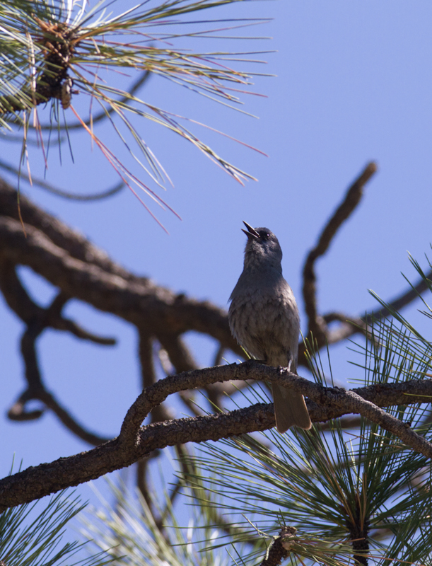 A Pinyon Jay in Riverside Co., California (10/10/2011). These were my first Pinyon Jays, and finding them on the last day of our trip was a major highlight. Photo by Bill Hubick.