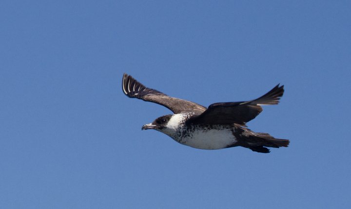 Some of the 100+ Pomarine Jaegers we thoroughly enjoyed off San Diego, California on 10/8/2011. Some of the 100+ Pomarine Jaegers we thoroughly enjoyed off San Diego, California on 10/8/2011. Photo by Bill Hubick.