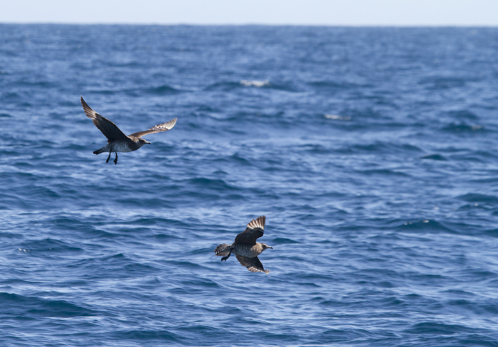 Some of the 100+ Pomarine Jaegers we thoroughly enjoyed off San Diego, California on 10/8/2011. Photo by Bill Hubick.