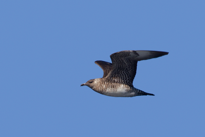 Some of the 100+ Pomarine Jaegers we thoroughly enjoyed off San Diego, California on 10/8/2011. Photo by Bill Hubick.
