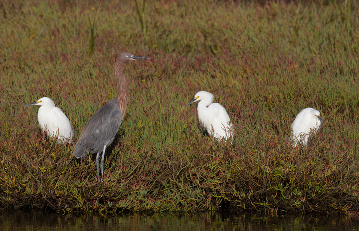 One of three Reddish Egrets at Bolsa Chica, California (10/6/2011). Photo by Bill Hubick.