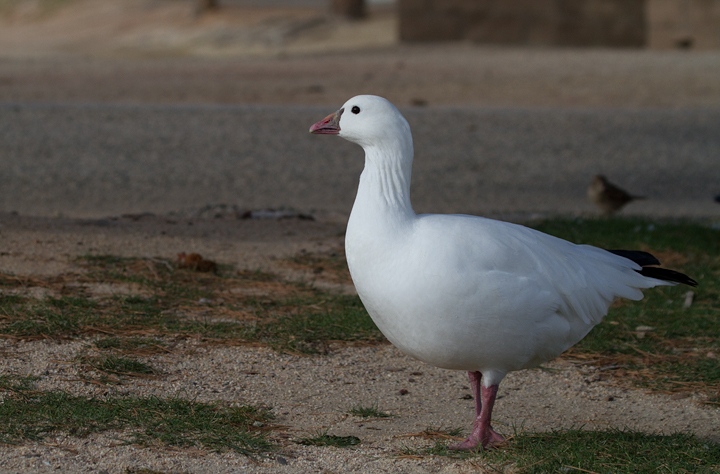 A Ross's Goose at Apollo Park, California (10/4/2011). Photo by Bill Hubick.