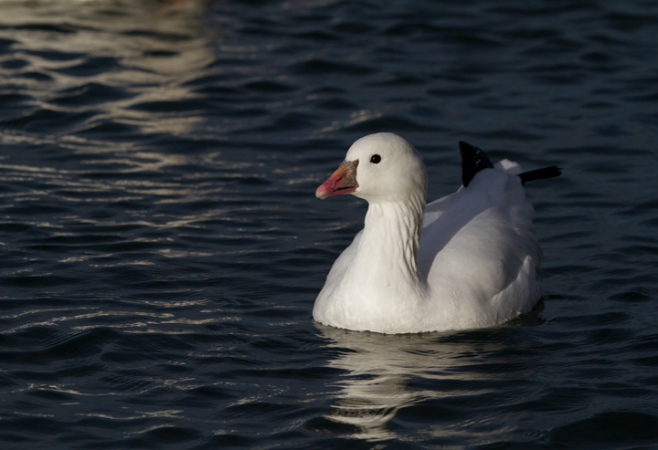 A Ross's Goose at Apollo Park, California (10/4/2011). A Ross's Goose at Apollo Park, California (10/4/2011). Photo by Bill Hubick.