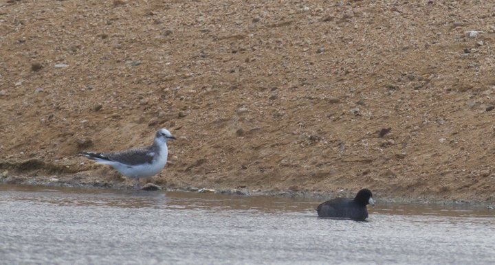 A juvenile Sabine's Gull visiting a desert oasis near Mojave, California (10/4 and 10/5/2011) Photo by Bill Hubick.