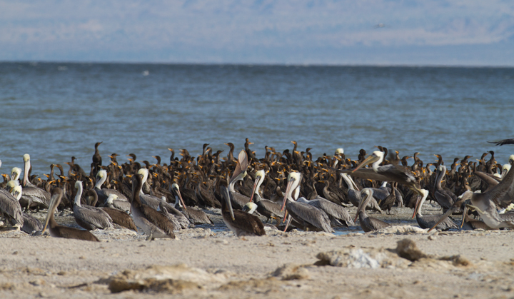An impressive concentration of Brown Pelicans and cormorants on the southern end of the Salton Sea, California (10/9/2011). Photo by Bill Hubick.