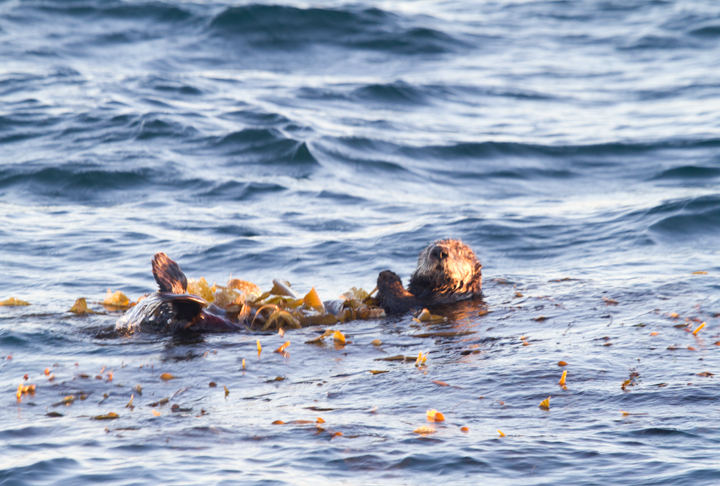 This Sea Otter was by far the rarest sighting on our San Diego pelagic. It was spotted in the kelp off Point Loma on our way back to the harbor (10/8/2011). It's one of only a couple sightings this far south in the last 20 years! Photo by Bill Hubick.