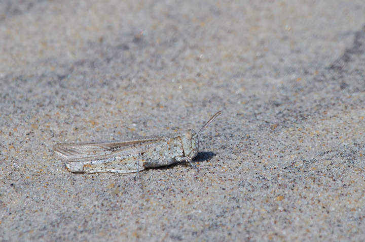 A Seaside Grasshopper (<em>Trimerotropis maritima</em>) blends in perfectly in the dunes on Assateague Island, Maryland (10/22/2011). Photo by Bill Hubick.