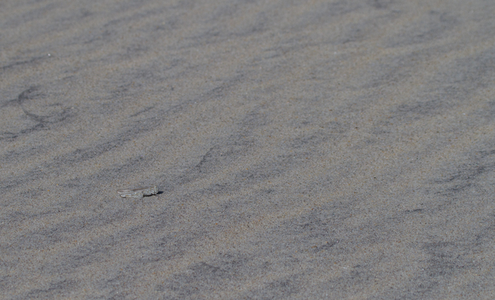 A Seaside Grasshopper (<em>Trimerotropis maritima</em>) blends in perfectly in the dunes on Assateague Island, Maryland (10/22/2011). Photo by Bill Hubick.
