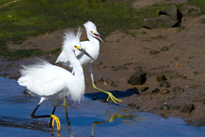 A needy juvenile Snowy Egret exhausts its parent at Bolsa Chica, California (10/06/2011). Photo by Bill Hubick.