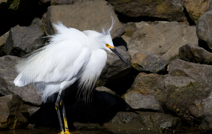 A needy juvenile Snowy Egret exhausts its parent at Bolsa Chica, California (10/06/2011). Photo by Bill Hubick.