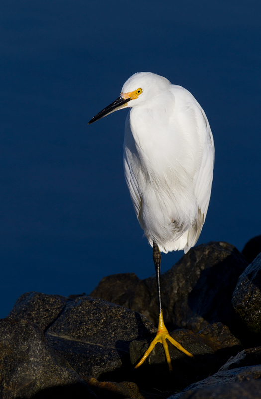 A Snowy Egret at Bolsa Chica, California (10/6/2011). Photo by Bill Hubick.
