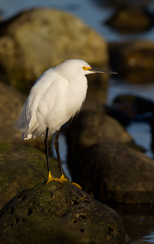 A Snowy Egret at Malibu Lagoon, California (10/10/2011). Photo by Bill Hubick.