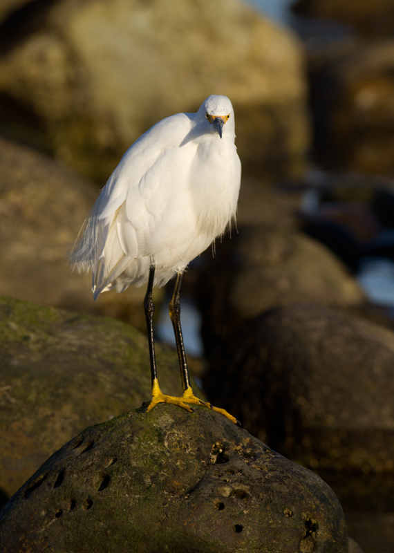 A Snowy Egret at Malibu Lagoon, California (10/10/2011). Photo by Bill Hubick.