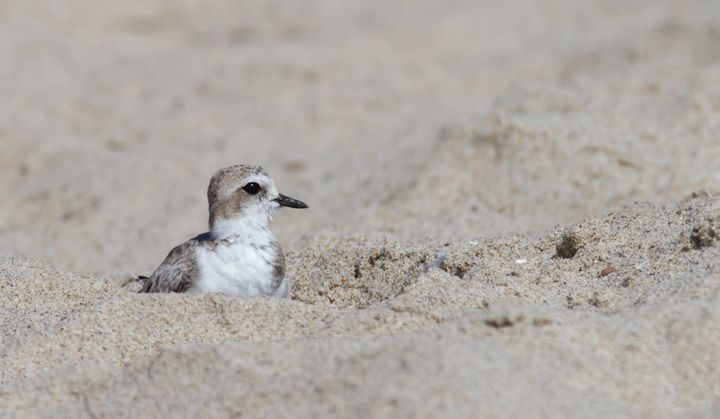 I couldn't stop photographing Snowy Plovers this trip. Expect many more in later updates! (Malibu, 9/30/2011) I couldn't stop photographing Snowy Plovers this trip. Expect many more in later updates! (Malibu, 9/30/2011) Photo by Bill Hubick.