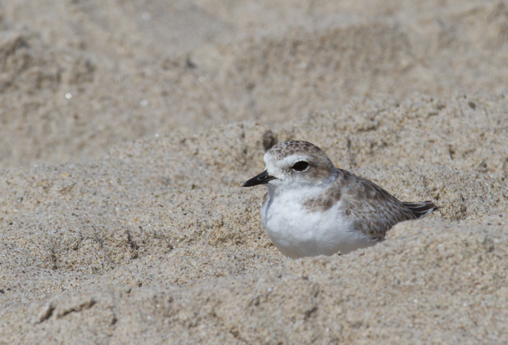 I couldn't stop photographing Snowy Plovers this trip. Expect many more in later updates! (Malibu, 9/30/2011) Photo by Bill Hubick.