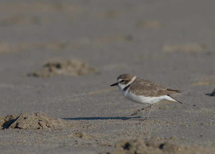 Snowy Plovers in Malibu, California (10/10/2011). Photo by Bill Hubick.